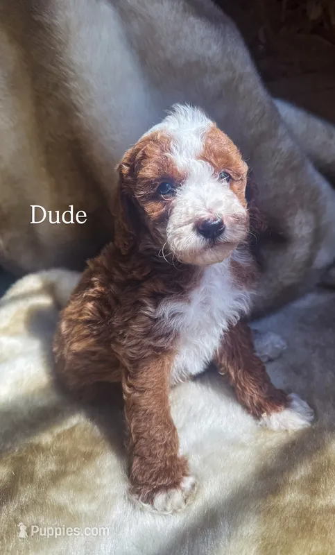 Dude – Miniature Goldendoodle puppy for sale in Idabel, OK
