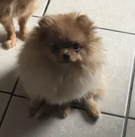 Gigi, a female Pomeranian for sale in Downey, CA – Photo 3 of 5