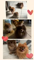 Gigi, a female Pomeranian for sale in Downey, CA – Photo 5 of 5