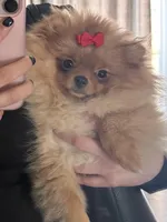 Gigi, a female Pomeranian for sale in Downey, CA – Photo 1 of 5