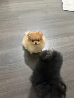 Gigi, a female Pomeranian for sale in Downey, CA – Photo 4 of 5