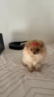 Gigi, a female Pomeranian for sale in Downey, CA – Photo 2 of 5