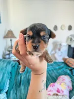 Tucker, a male Yorkshire Terrier for sale in Farmington, NM – 5 of 10