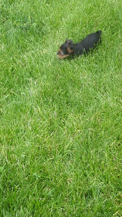 Tucker, a male Yorkshire Terrier for sale in Farmington, NM – 4 of 10