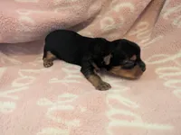 Tucker, a male Yorkshire Terrier for sale in Farmington, NM – 8 of 10