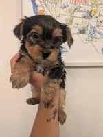 Tucker, a male Yorkshire Terrier for sale in Farmington, NM – 3 of 10