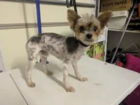 Tucker, a male Yorkshire Terrier for sale in Farmington, NM – 9 of 10