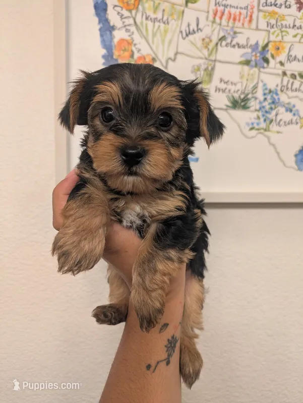 Tucker – Yorkshire Terrier puppy for sale in Farmington, NM