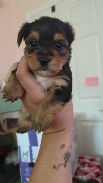 Tucker, a male Yorkshire Terrier for sale in Farmington, NM – 6 of 10