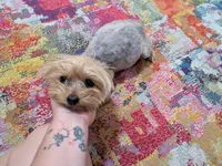 Tucker, a male Yorkshire Terrier for sale in Farmington, NM – 10 of 10
