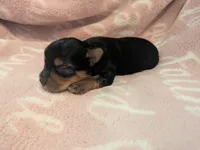 Tucker, a male Yorkshire Terrier for sale in Farmington, NM – 7 of 10
