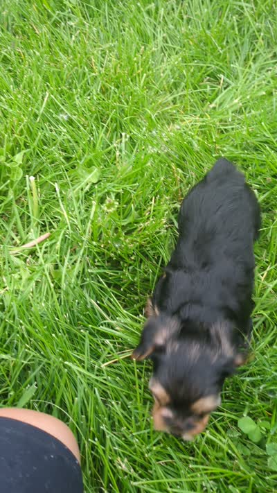 Tucker, a male Yorkshire Terrier for sale in Farmington, NM – 2 of 10