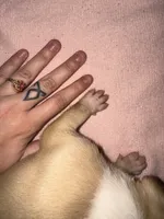 Temp name: kael , a male American Bully and American Pit Bull Terrier for sale in Palm Bay, FL – Photo 3 of 3