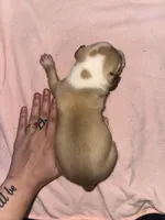 Temp name: kael , a male American Bully and American Pit Bull Terrier for sale in Palm Bay, FL – Photo 2 of 3