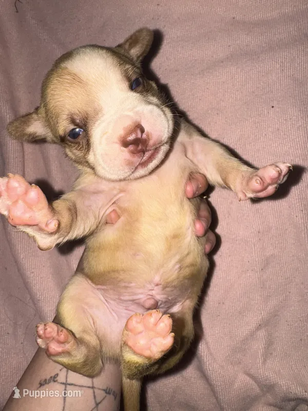 Temp name: kael  – American Bully, American Pit Bull Terrier puppy for sale in Palm Bay, FL