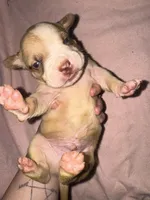 Temp name: kael , a male American Bully and American Pit Bull Terrier for sale in Palm Bay, FL – Photo 1 of 3