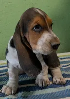 AKC Raven, a female Basset Hound for sale in Fredericksburg, TX – 2 of 5