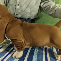 AKC Jelly Roll, a male Basset Hound for sale in Fredericksburg, TX – Photo 2 of 4