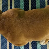 AKC Jelly Roll, a male Basset Hound for sale in Fredericksburg, TX – Photo 4 of 4