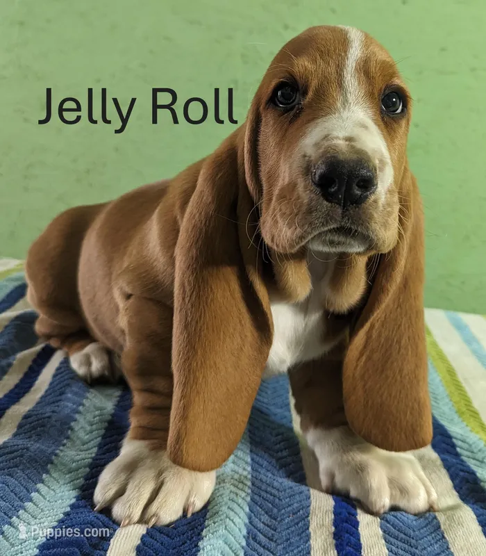 AKC Jelly Roll, a male Basset Hound for sale in Fredericksburg, TX – Photo 1 of 4