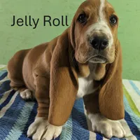 AKC Jelly Roll, a male Basset Hound for sale in Fredericksburg, TX – Photo 1 of 4
