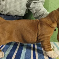 AKC Jelly Roll, a male Basset Hound for sale in Fredericksburg, TX – Photo 3 of 4