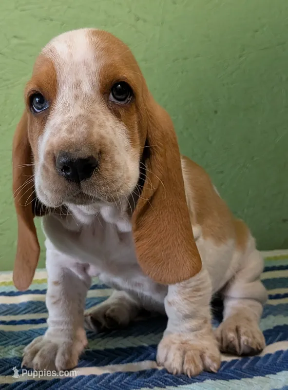 AKC Jinka – Basset Hound puppy for sale in Fredericksburg, TX