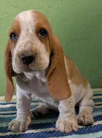 AKC Jinka, a female Basset Hound for sale in Fredericksburg, TX – 1 of 5