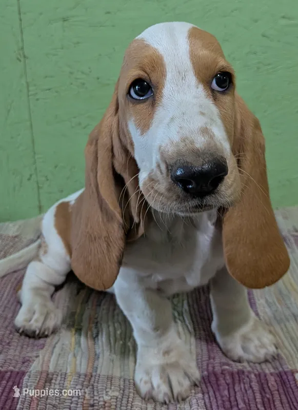 AKC Delilah – Basset Hound puppy for sale in Fredericksburg, TX