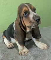 AKC Kenzo, a male Basset Hound for sale in Fredericksburg, TX – 2 of 6