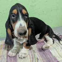 AKC Hope, a female Basset Hound for sale in Fredericksburg, TX – 4 of 6