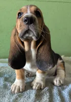 AKC Tangie, a female Basset Hound for sale in Fredericksburg, TX – 3 of 6