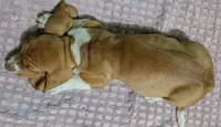 AKC Dusty, a male Basset Hound for sale in Fredericksburg, TX – 5 of 5