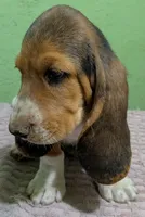 AKC Donato, a male Basset Hound for sale in Fredericksburg, TX – 2 of 5