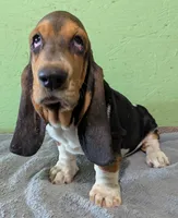 AKC Hailey, a female Basset Hound for sale in Fredericksburg, TX – 3 of 8