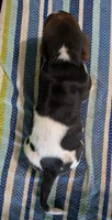 AKC Rico, a male Basset Hound for sale in Fredericksburg, TX – 5 of 5