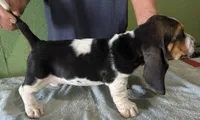 AKC Jelena, a female Basset Hound for sale in Fredericksburg, TX – 3 of 5