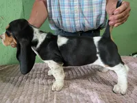AKC Nolan, a male Basset Hound for sale in Fredericksburg, TX – 5 of 6