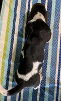 AKC Raven, a female Basset Hound for sale in Fredericksburg, TX – 5 of 5