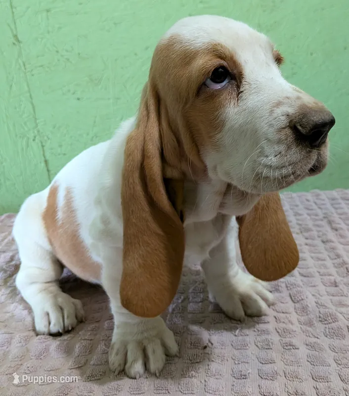 AKC Nadine HOLD – Basset Hound puppy for sale in Fredericksburg, TX