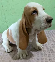 AKC Nadine HOLD, a female Basset Hound for sale in Fredericksburg, TX – 1 of 5