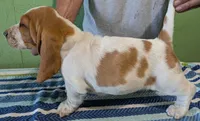 AKC Jingo, a male Basset Hound for sale in Fredericksburg, TX – 4 of 5