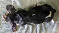 AKC Hailey, a female Basset Hound for sale in Fredericksburg, TX – 3 of 5