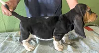 AKC Hailey, a female Basset Hound for sale in Fredericksburg, TX – 4 of 5