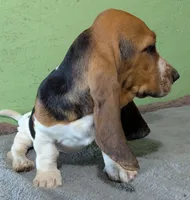 AKC Tanya, a female Basset Hound for sale in Fredericksburg, TX – 2 of 3