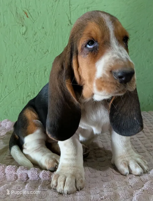 AKC Nori – Basset Hound puppy for sale in Fredericksburg, TX