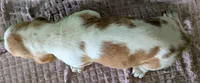 AKC Nutmeg, a female Basset Hound for sale in Fredericksburg, TX – 5 of 5