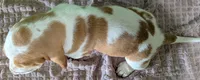 AKC Norris, a male Basset Hound for sale in Fredericksburg, TX – 5 of 5