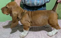 AKC Denali, a male Basset Hound for sale in Fredericksburg, TX – 4 of 5