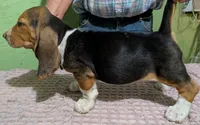 AKC Donato, a male Basset Hound for sale in Fredericksburg, TX – 4 of 5